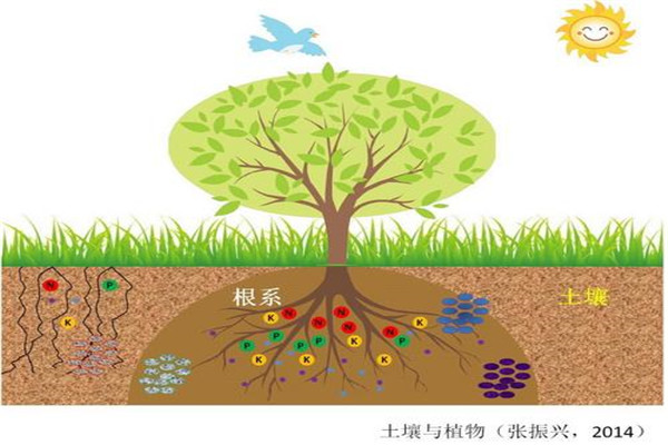 浅谈土壤养分和作物之间的联系