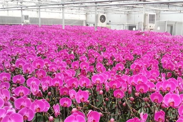 土壤养分检测仪提高花卉养植效率
