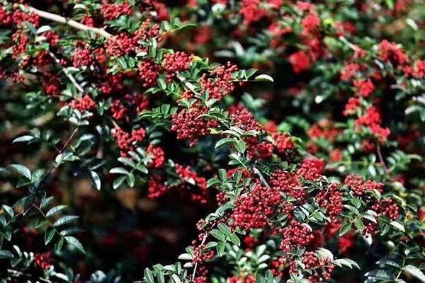 花椒种植提升土壤肥力