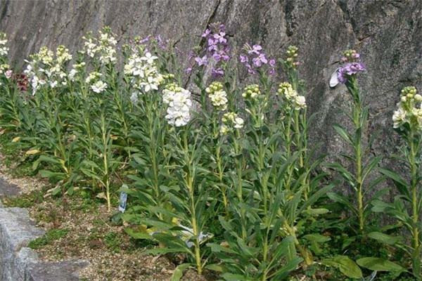 土壤墒情检测仪提高甘草种植质量