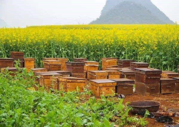 食品安全检测一体机哪个牌子好？