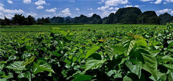 孔雀石绿快速检测仪哪个牌子好？