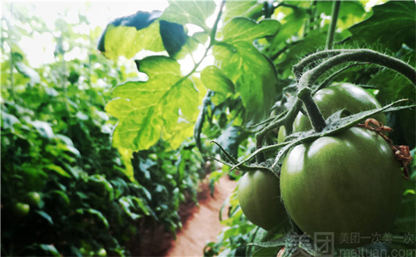 快速食品检测分析仪多少钱？