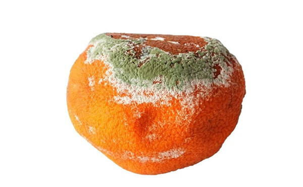 食品中蛋白质测定仪厂家哪家好？