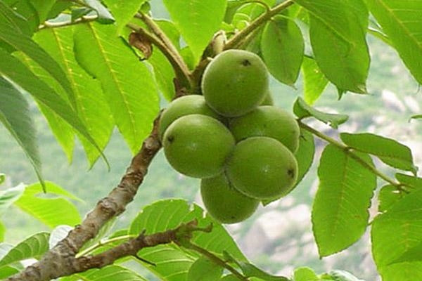 土壤采样机哪个牌子好？