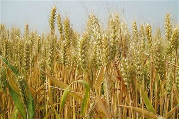 便携式土壤重金属测定仪多少钱？