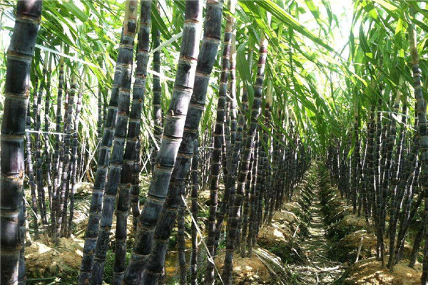 土壤水分测量系统哪个牌子好？